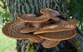 Scaly mushroom (tinder fungus): application, benefits and harms