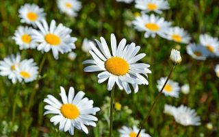 Nivyanka ordinaryong (meadow chamomile): mga benepisyo at pinsala, aplikasyon