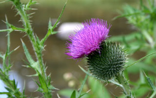 Thistle: foto tumbuhan, sifat perubatan, foto