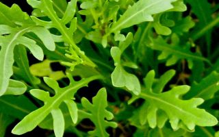 Rucola: useful properties and contraindications