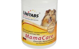 Vitamins for pregnant dogs of small, medium and large breeds