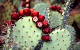 Opuntia cactus: medicinal properties and contraindications, photo