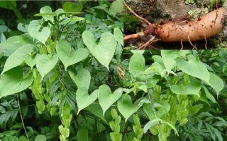 Wild yam: instructions for use, contraindications, side effects