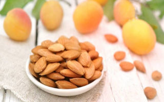 The benefits and harms of apricot kernels