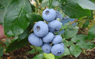 Benefits of blueberries for pregnant women