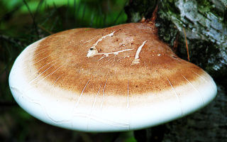 Birch tinder fungus: useful properties, use in traditional medicine