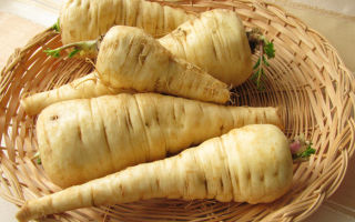 Parsnip: useful properties and contraindications, application