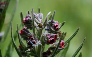 Blackroot officinalis: gdzie rośnie, właściwości, zastosowanie u myszy