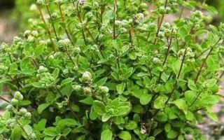 Marjoram seasoning: application, which dishes are suitable