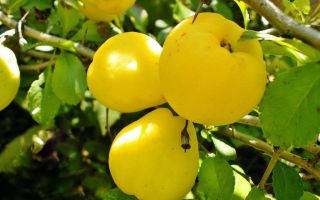 The benefits and harms of quince, medicinal properties