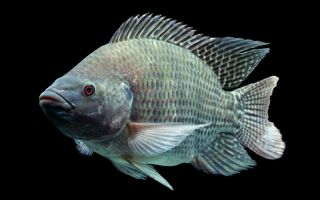 Fish tilapia (telapia): benefits and harms, where it is found, reviews