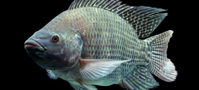 Fish tilapia (telapia): benefits and harms, where it is found, reviews