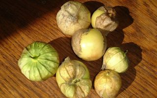 Physalis: benefits and harms to health