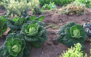 Mga Pakinabang ng Savoy Cabbage