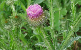 Tatarnik: photo of a plant, medicinal properties and contraindications