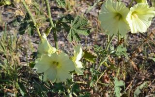 Medicinal properties and application of wrinkled stock-rose