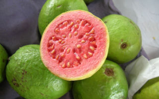 Guava: benefits and harms to the body