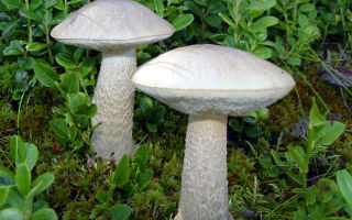 Why boletus mushrooms are useful for the human body