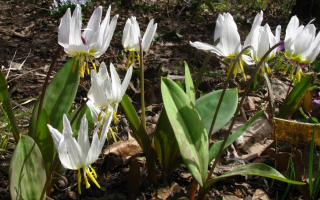 Erythronium (kandyk): sifat perubatan, kontraindikasi