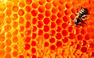 Why honey in combs is useful, how to use it, is it possible to eat combs