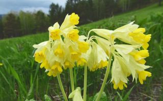 Primrose (primrose) spring: kapaki-pakinabang na mga pag-aari, contraindications