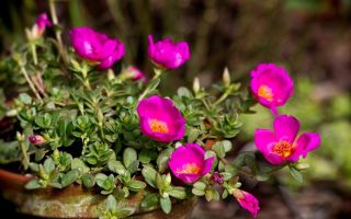 Garden purslane: useful properties and contraindications, how to take, use in cosmetology, photo