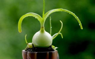 Useful properties and use of Indian onions in traditional medicine