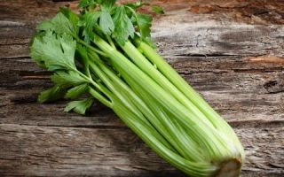 Celery: useful properties and contraindications