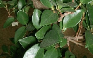 Is it possible to keep ficus at home, useful and magical properties