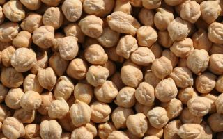 Chickpeas: useful properties and contraindications