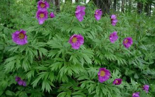 Peony mengelak (Maryin root): khasiat perubatan untuk wanita, cara pengambilannya