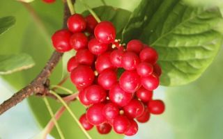 Chinese schisandra: useful properties, contraindications, photos, application