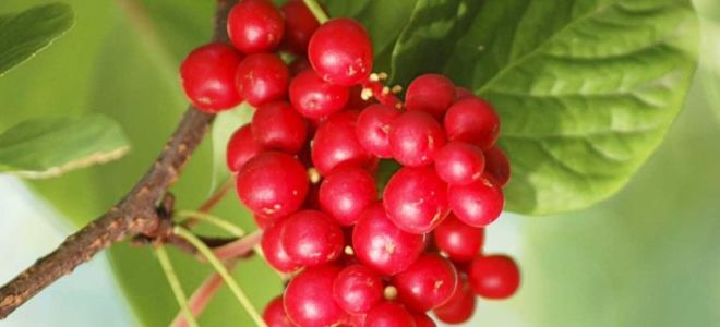 Chinese schisandra: kapaki-pakinabang na mga pag-aari, contraindications, larawan, application