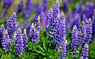 Lupine (lupine): mga benepisyo at pinsala sa mga tao, mahiwagang katangian