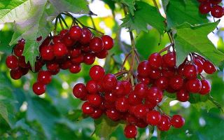 The benefits and harms of viburnum for health