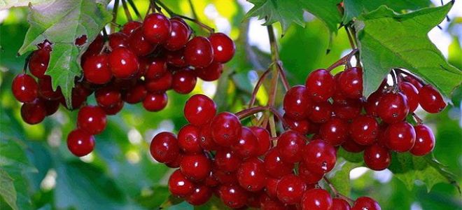 The benefits and harms of viburnum for health