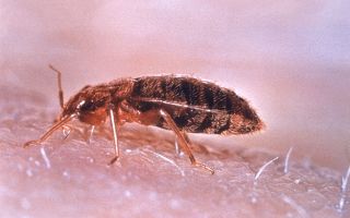 How to quickly remove bedbugs at home