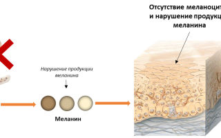 What foods contain high amounts of melanin