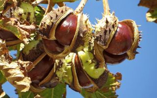 Useful properties and use of horse chestnut, contraindications