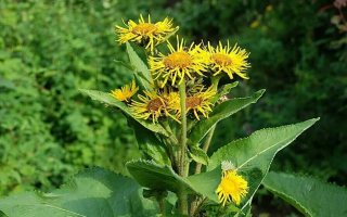 Healing properties of nine-force (elecampane) and contraindications