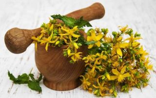 St. John's wort: sifat berguna, aplikasi, resipi, keterangan dan foto tanaman