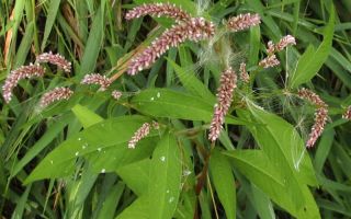 Sifat dan arahan perubatan untuk penggunaan Knotweed (lada air)