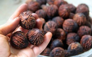 Walnut hitam: faedah dan kemudaratan, penggunaan dan gambar