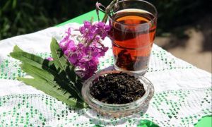 Ivan tea: benefits and harms to health, medicinal properties, photos, application