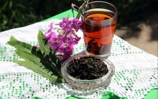 Ivan tea: benefits and harms to health, medicinal properties, photos, application