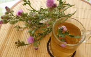 Minyak thistle susu: sifat berguna dan kontraindikasi, arahan penggunaan