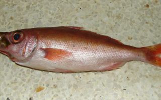 Red-eyed fish: description, photo and calorie content