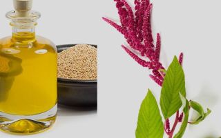 Amaranth oil: mga benepisyo at pinsala, kung paano kumuha