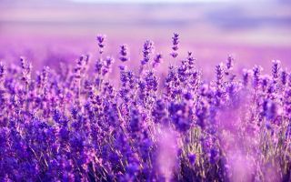 Lavender: useful and medicinal properties, contraindications