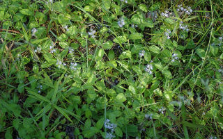 Veronica officinalis: medicinal properties, contraindications, application, photo